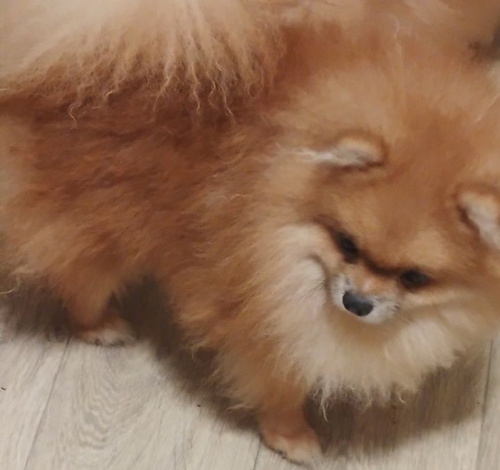 Мини мальчишка померашечка