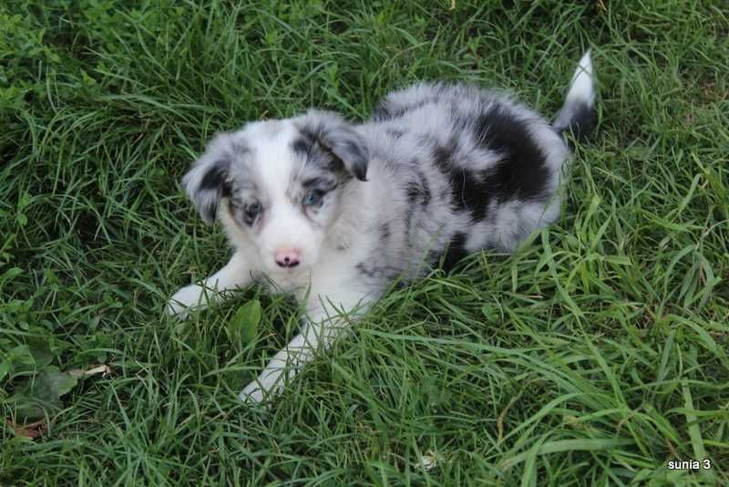 Border Collie-sprzedam slicza sunie