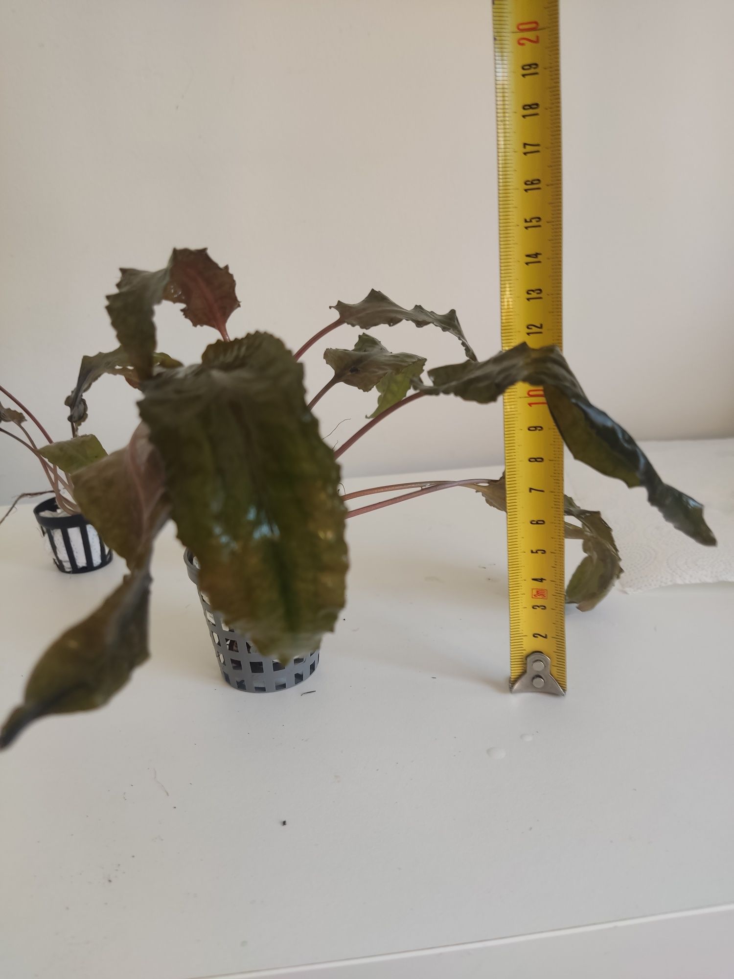 Cryptocoryne wendtii 'Tropica'