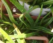 Aloé Vera Plantas