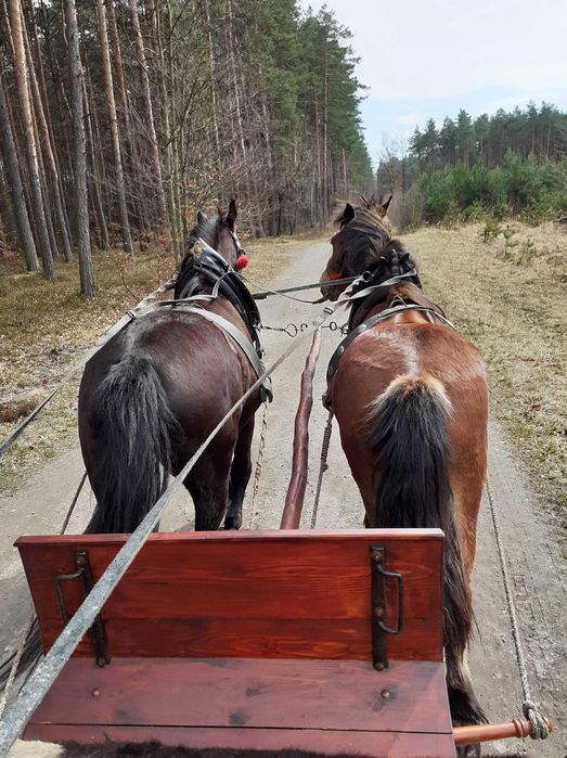 Sprzedam KLACZ ŹREBNĄ, ogierka odsadka
