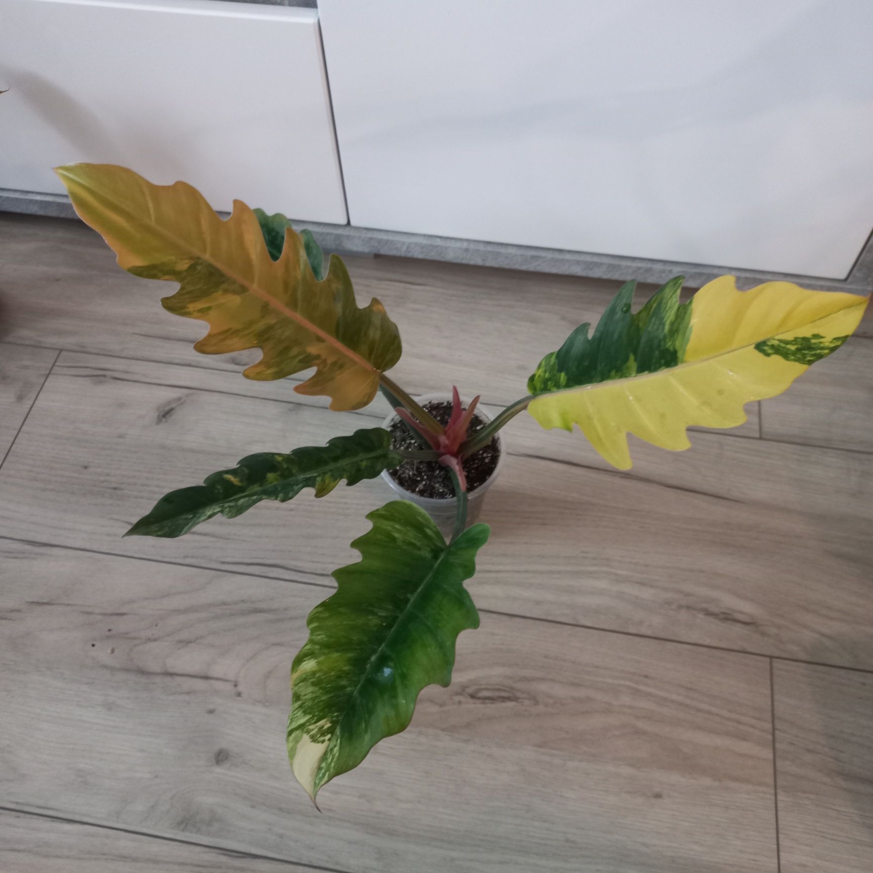 Philodendron Caramel Marble