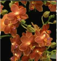 Орхидея Phal. FRAGRANT  Belladoro  ароматна 1.7 (торфстакан) PARFUM