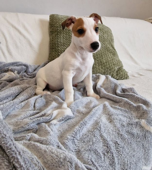 Jack Russel Terier
