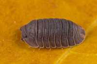 Cubaris murina "Little sea isopod"