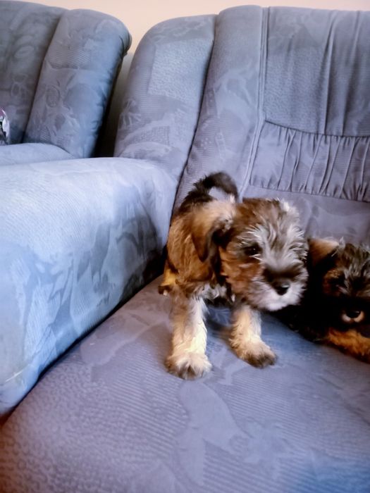 Sznaucer miniaturowy sól -pieprz z rodowodem piesek