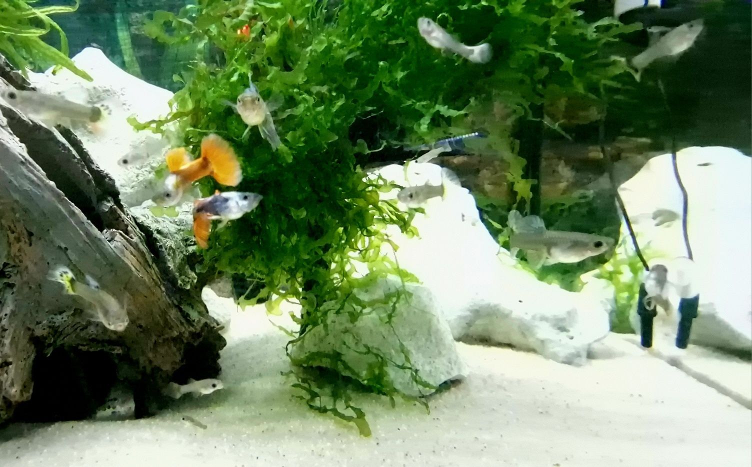 Guppys Dumbo Red Saphire (Casal)