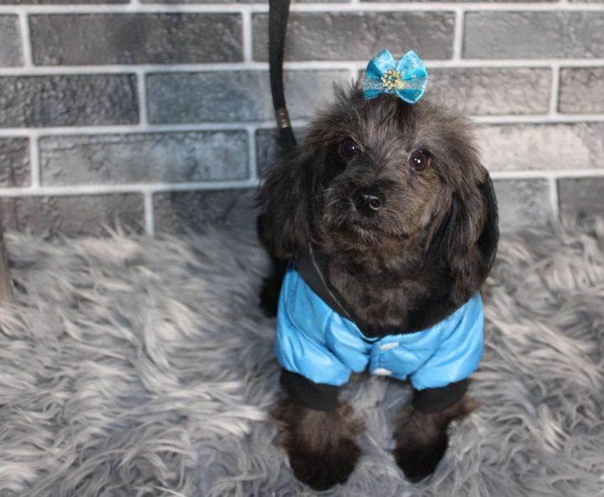 Yorkiepoo Yorkipoo nie Maltipoo cudny piesek niewielkich rozmiarów