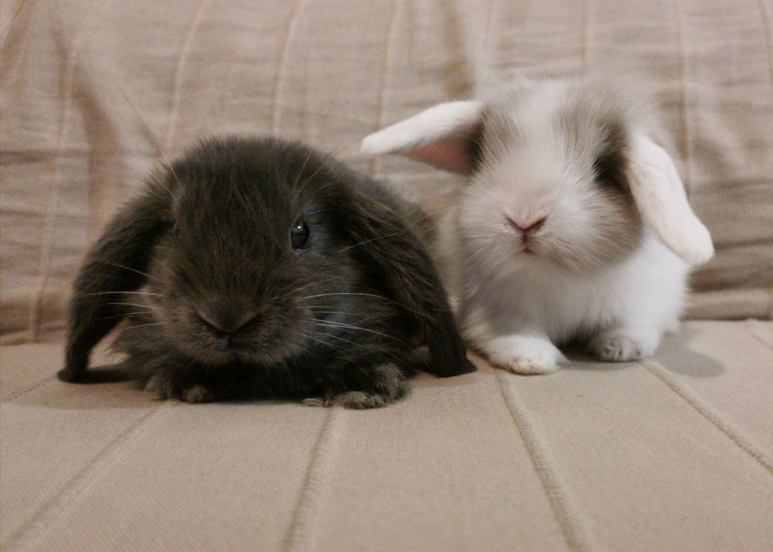 KIT Coelhos anões orelhudos(mini Lop) muito dóceis