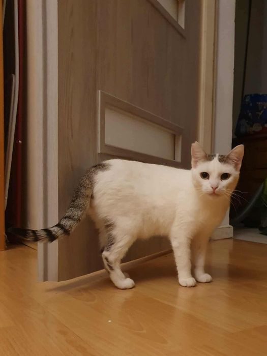 do adopcji kotka BEZA