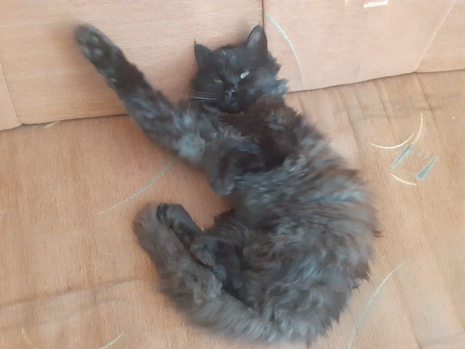 Шукаю сім'ю для кошеняти