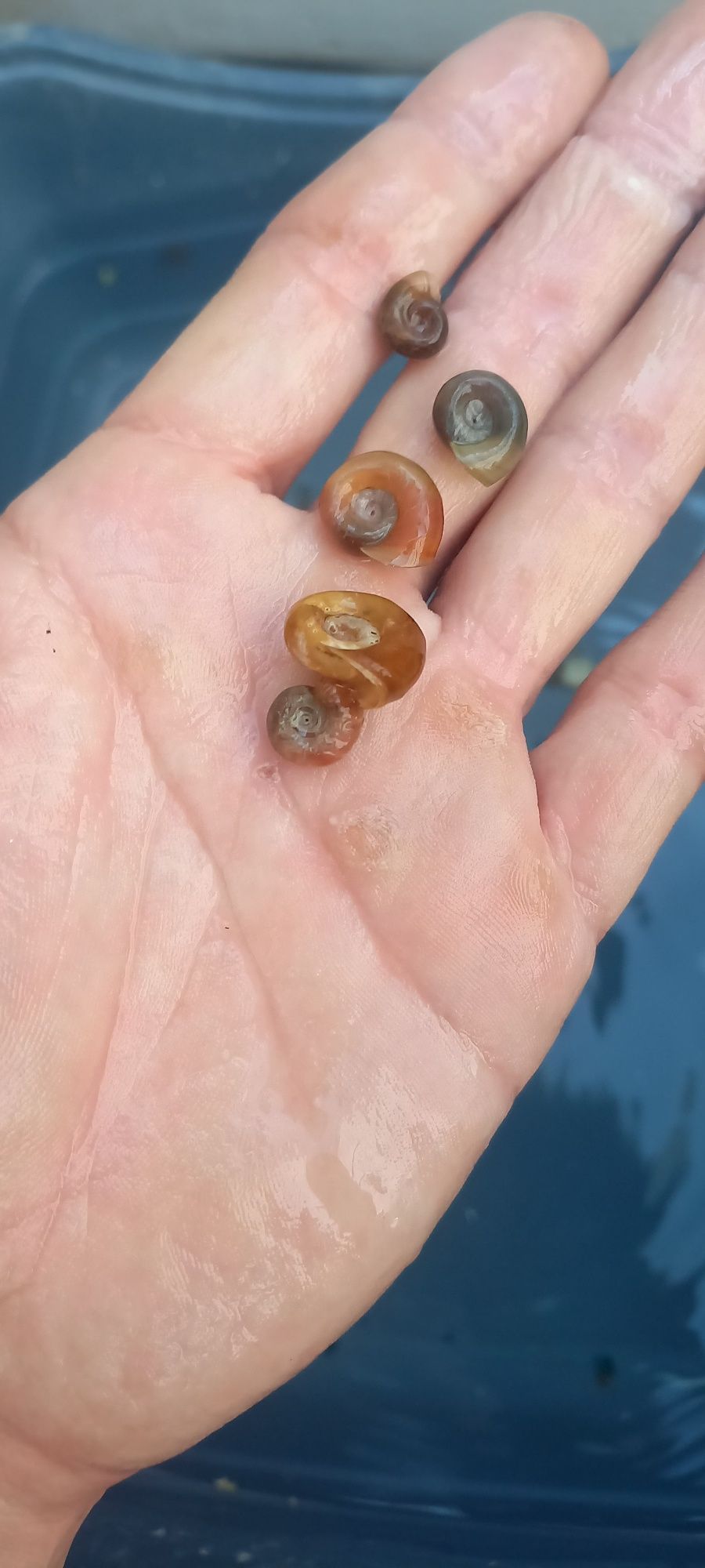Caracóis Planorbis