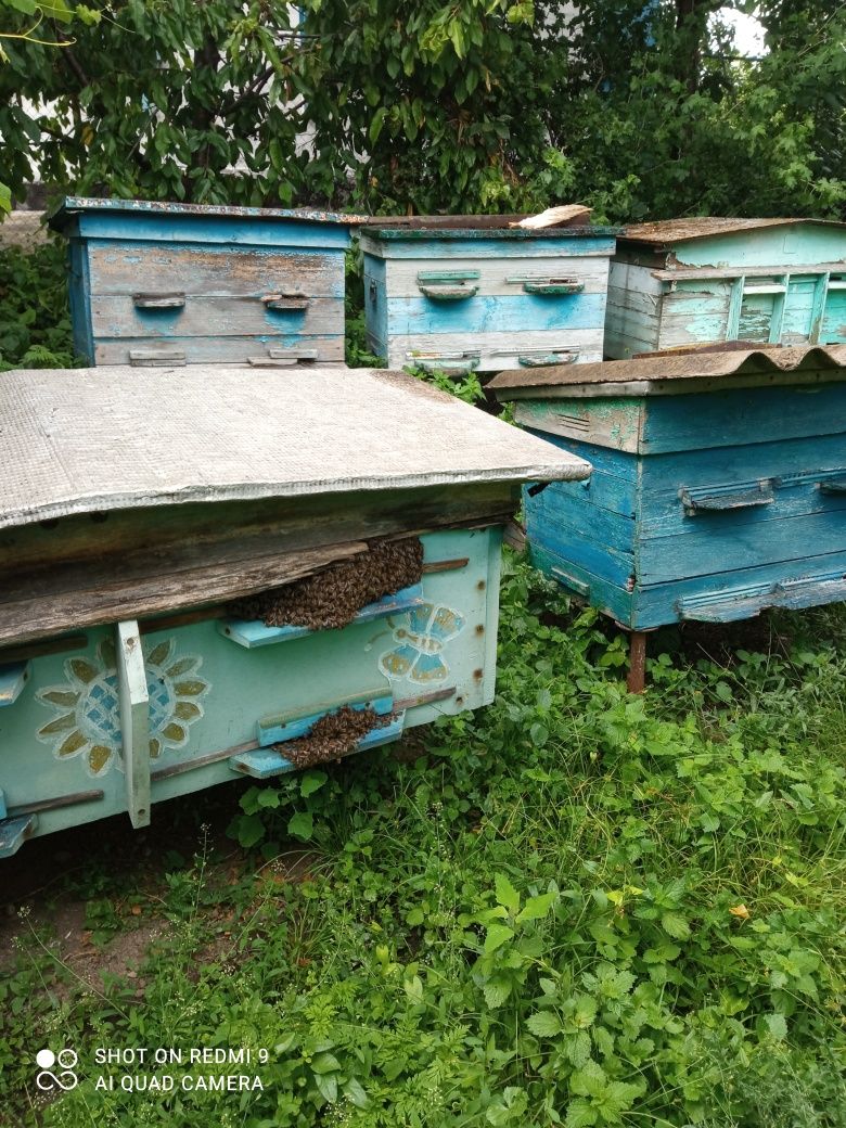Продам вулики з бджолами