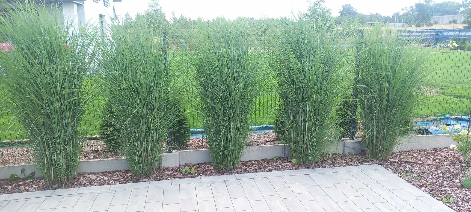 Miskant chiński Gracillimus - 1,5L