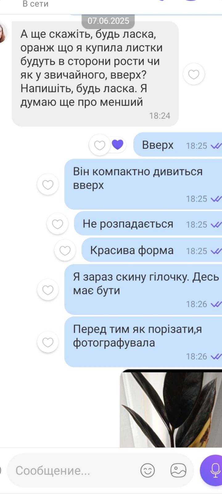 Рідкісні сорти в Україні Варієгатних Заміокулькасів.Вже з гарним корін