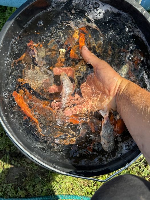 Karp Koi idealne do oczka wodnego