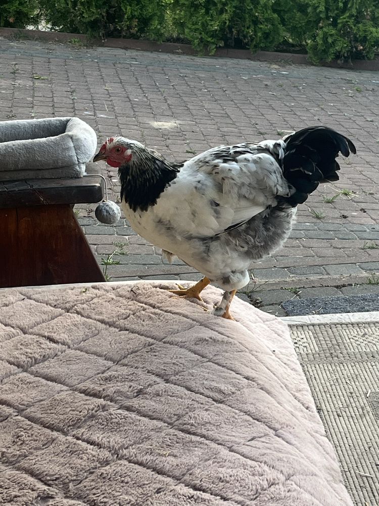 Kogut koguty 2 lokowane i 1 w typie brahma, można zestaw+2 kurki kury