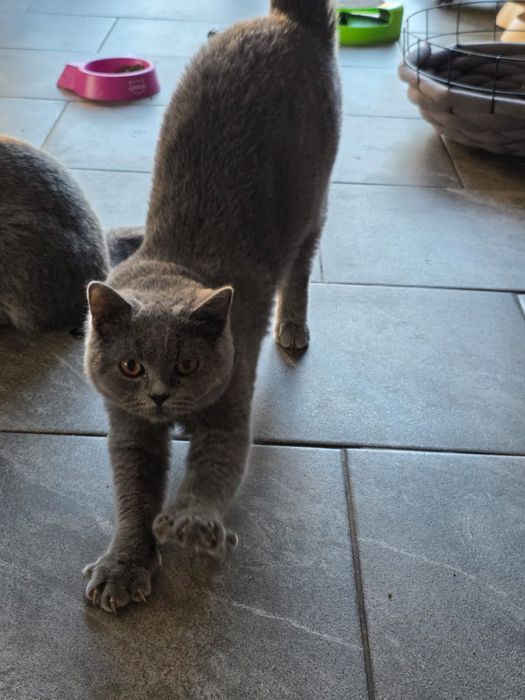 Kot Brytyjski Niebieski Krótkowłosy