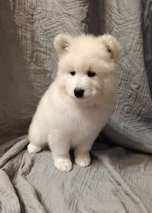 Samojed samoyed suczka FCI, badania DNA