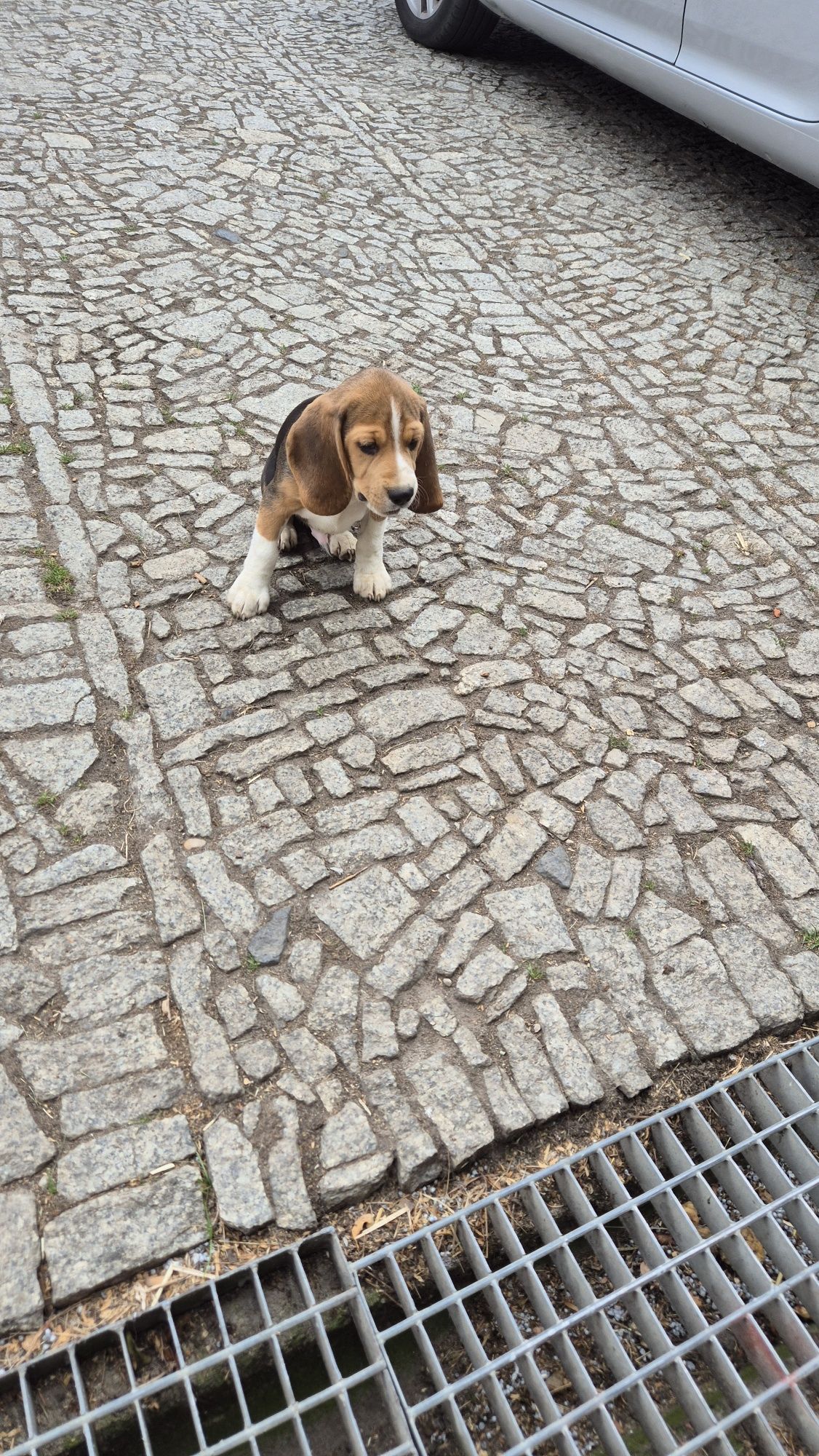 Beagle, piesek z rodowodem