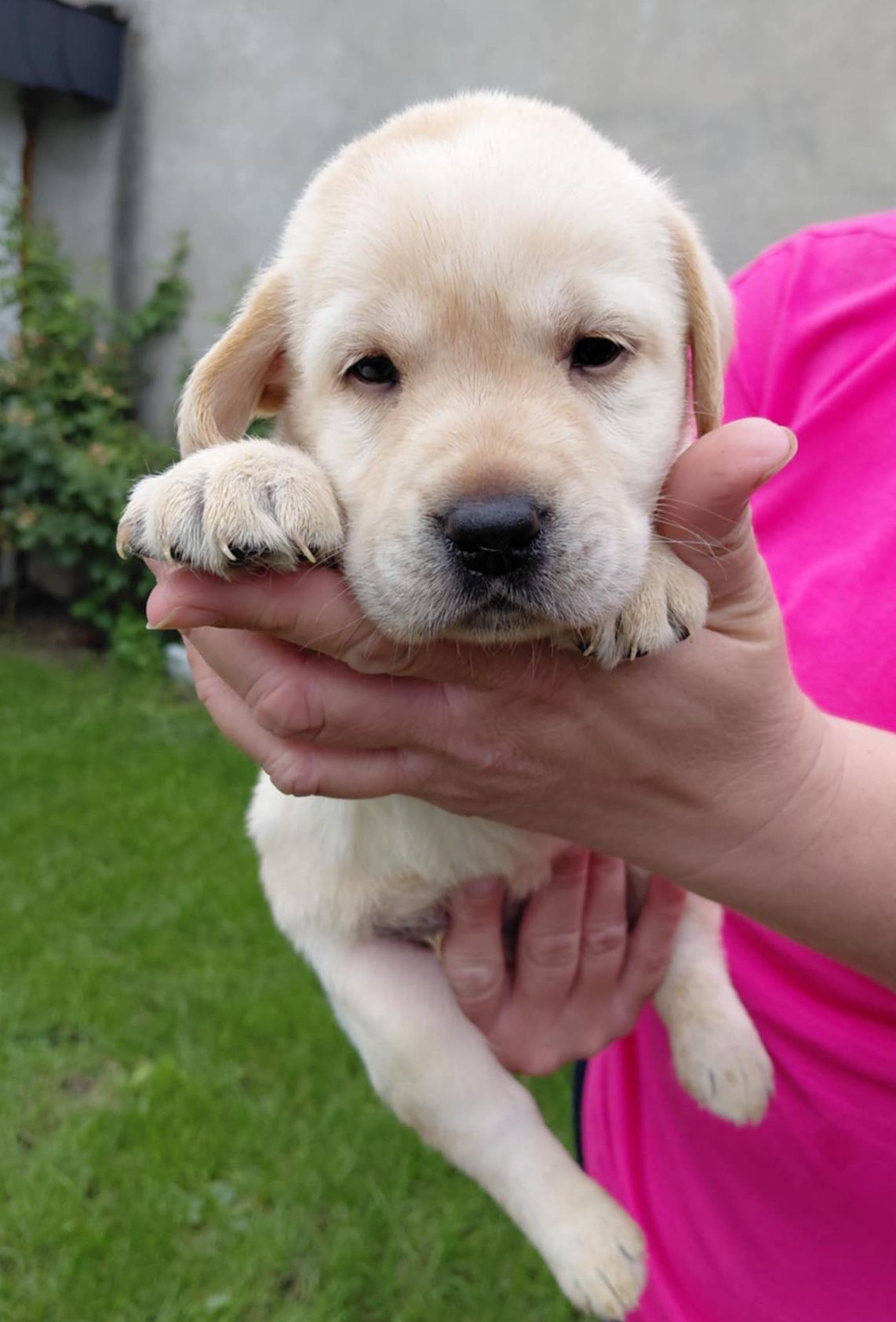Labrador retriever suczka
