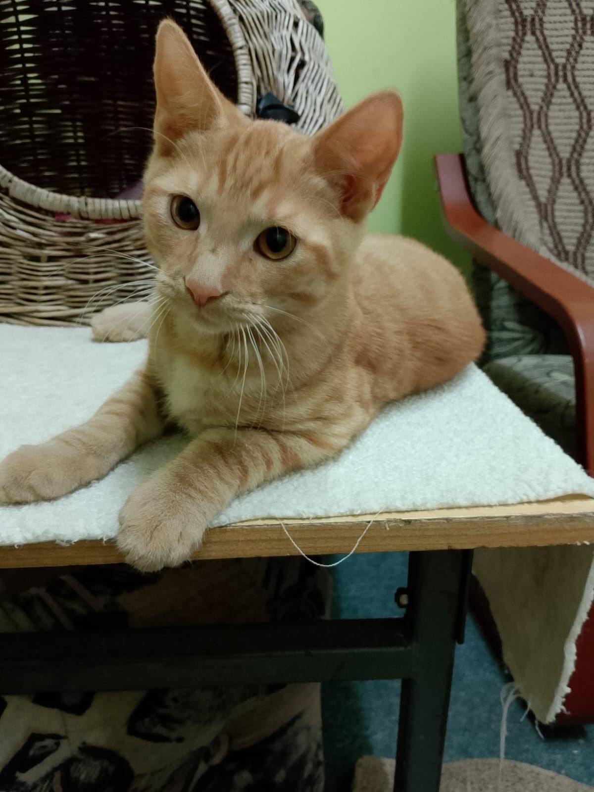 Eskel, Mogiel i Pady - słodziaki do adopcji