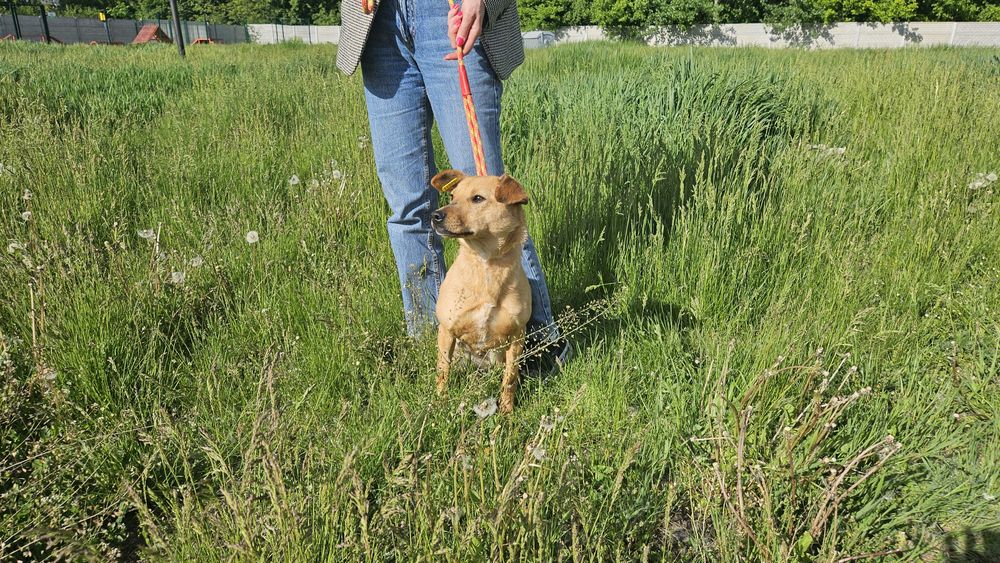 Невеличка стерилізована руденька собачка шукає господарів!