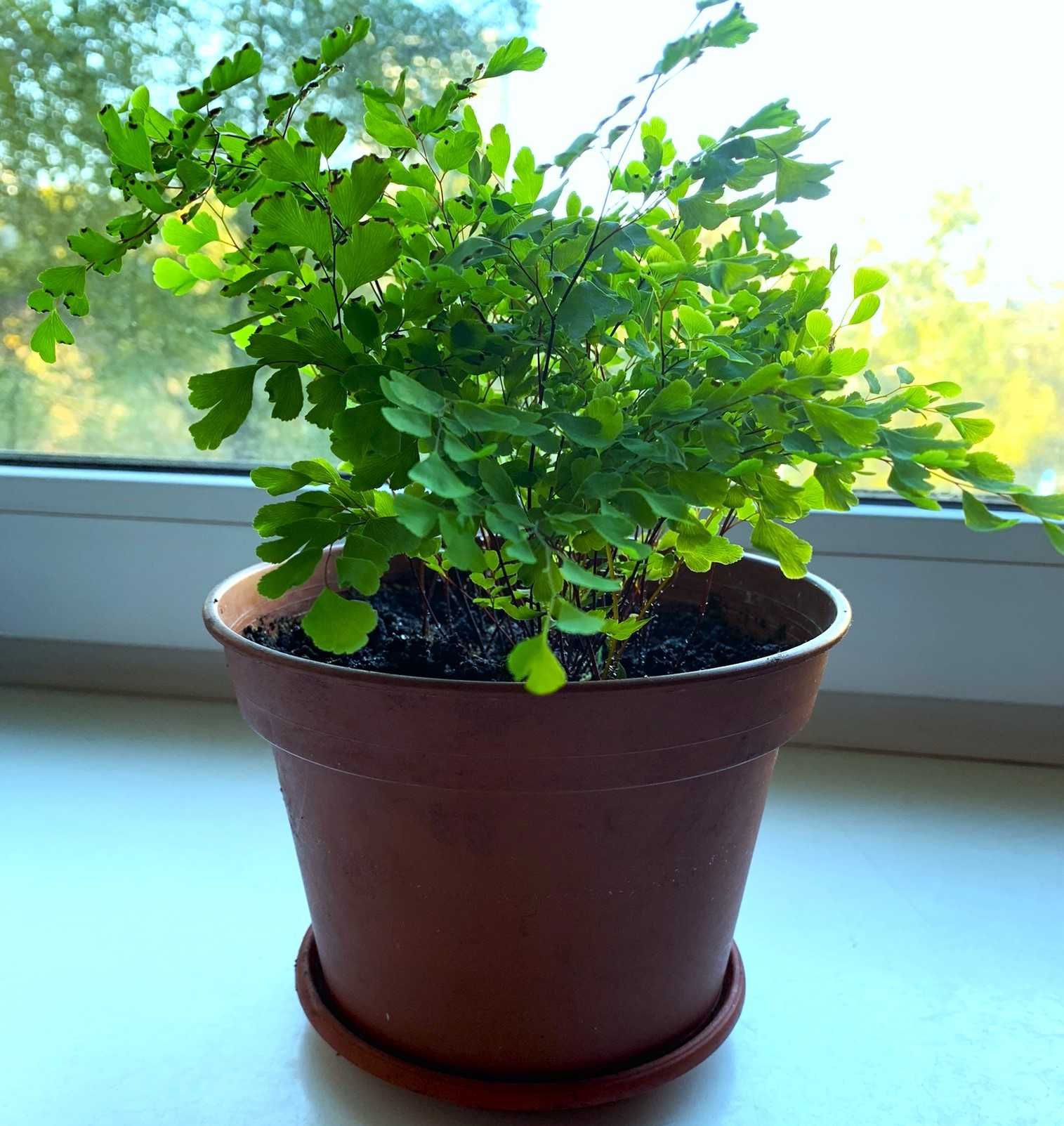 Папоротник Венерин волос, Адиантум, Adiantum