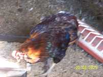Koguty;  Araukana ,Green Shell, Zielononóżka