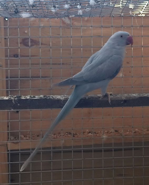 Ring neck fêmea azul adulta