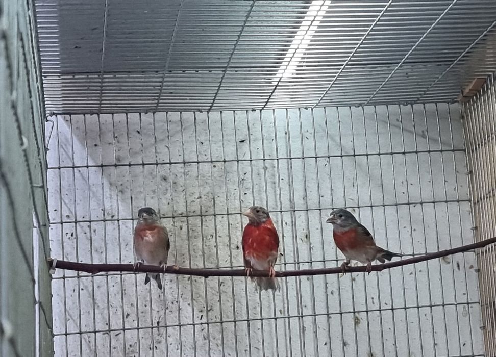 Casal de megellancias e casal de cardinalitos