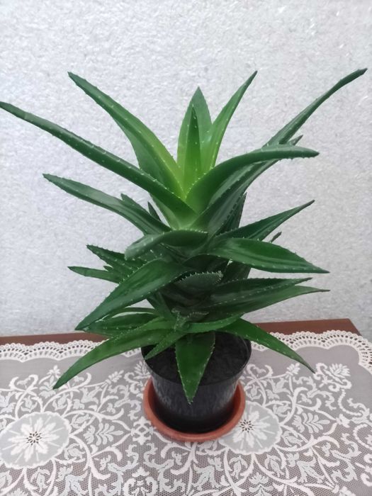 Алоэ - лечебное растение.