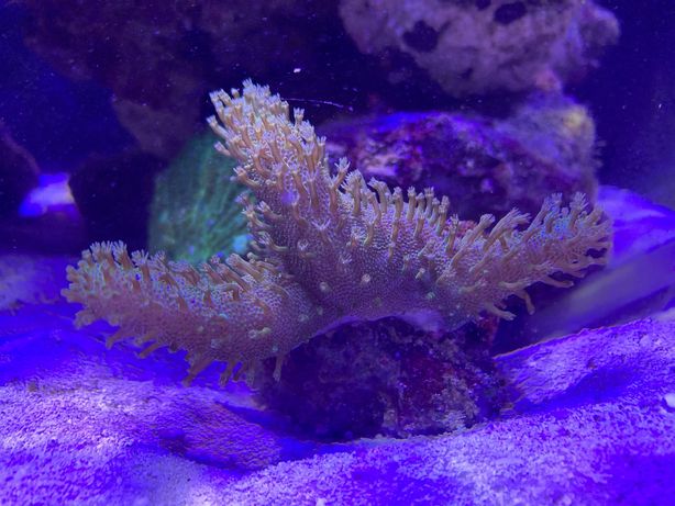 Sarcophyton koral miękki akwarium morskie