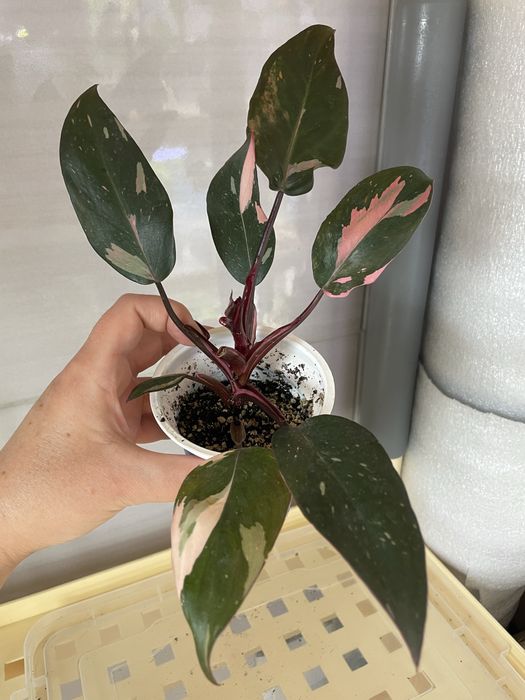 Філодендрон Pink Princess, Kobra yellow