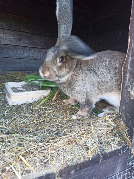 Samica Olbrzym belgijski