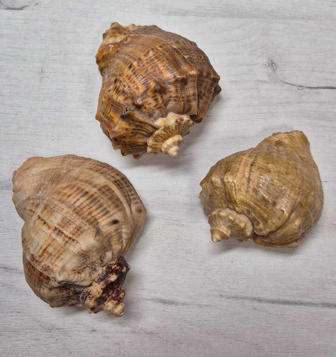 Ракушка рапана .