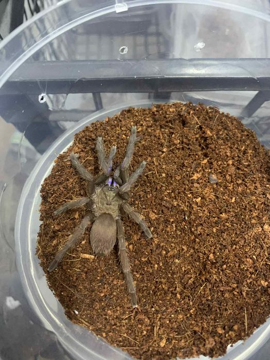 Chilobrachys natanicharum 3 - 3.5dc