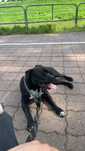 Piesek rasy amstaff za darmo