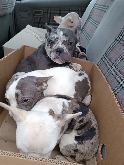 Чудові,красиві, розумні, різного забарвлення француз,з доставкою довас