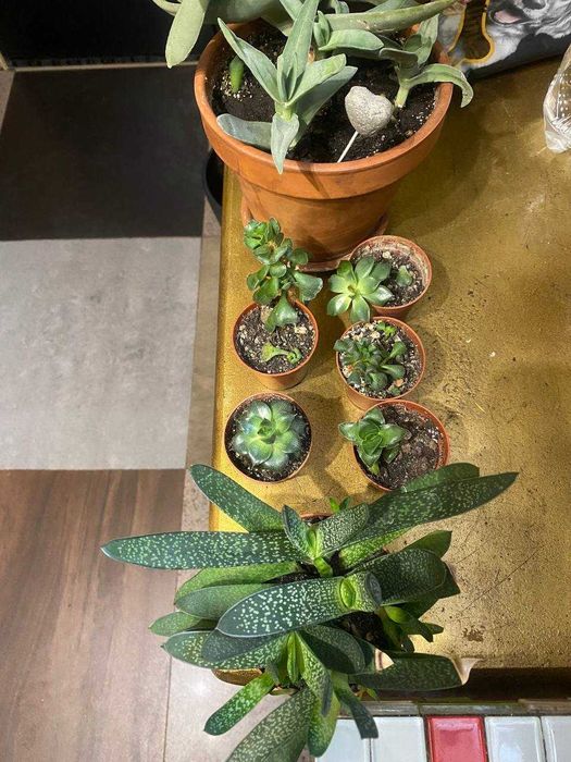 Суккуленты, комнатные растения, обмен могу рассмотреть