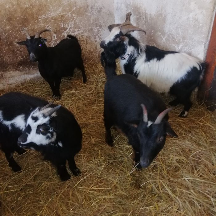 Kózki miniaturki dla dzieci do ogrodów., do skubania trawy.