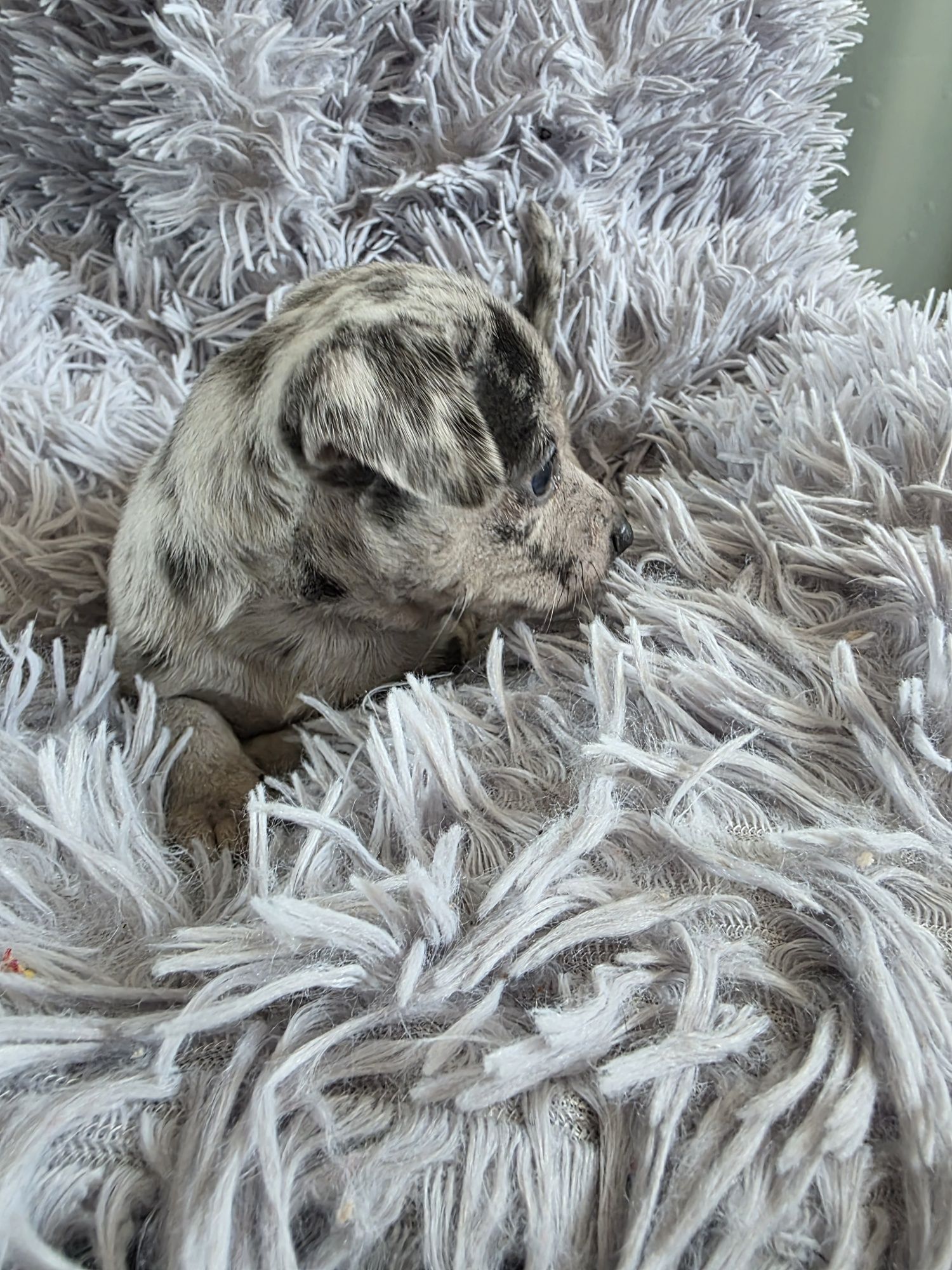 Chihuahua merle sunia