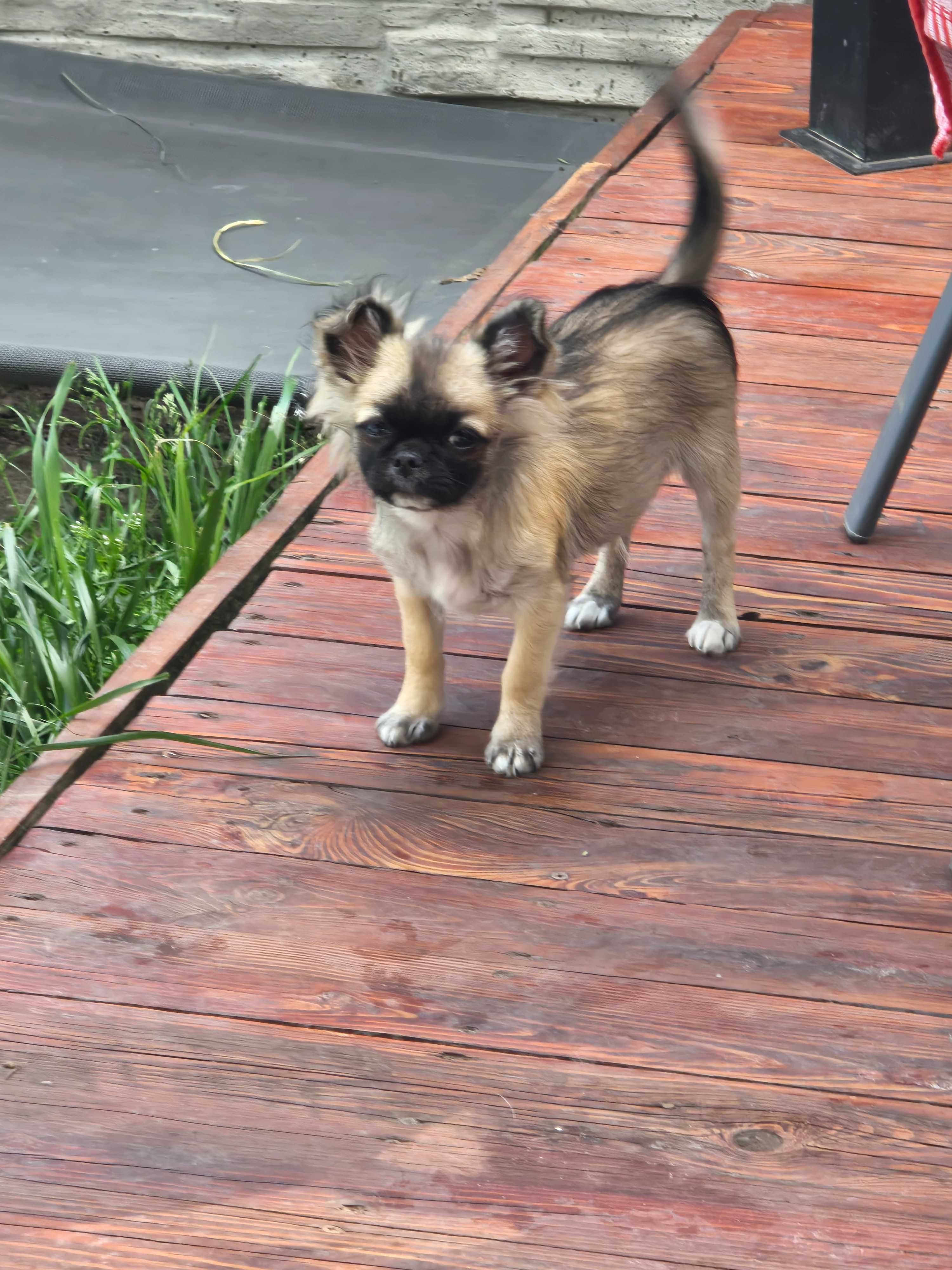 Piesek chihuahua zkwp
