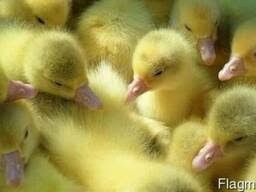 Бройлерні гусенята,качки,індики,кури несучки,курчата