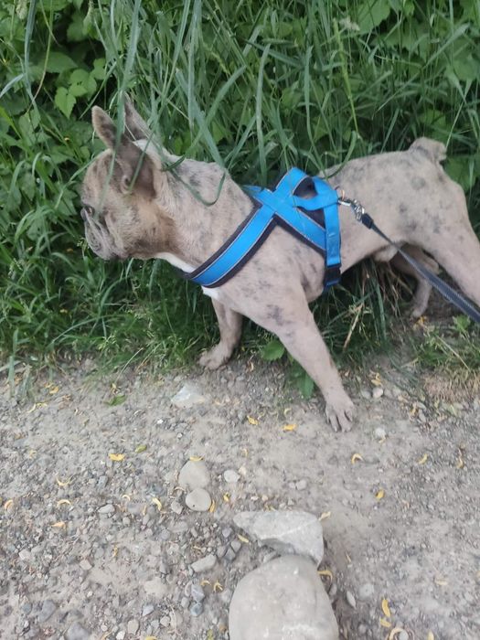 В'язка французького бульдога