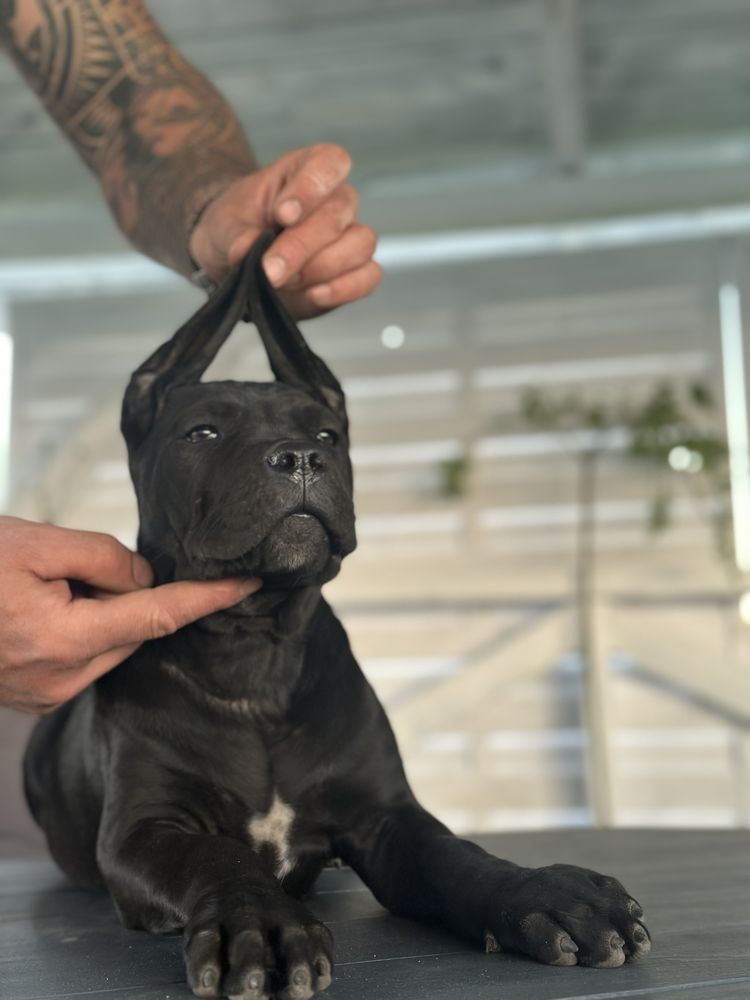 Szczeniaki Cane Corso Italiano FCI