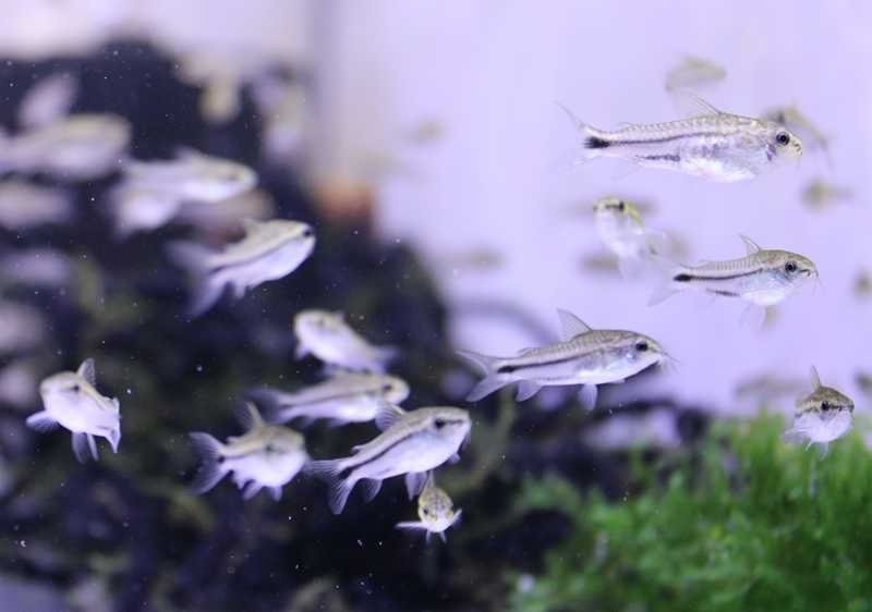 Corydora pygmeus juvenis( 20 unidades disponíveis )