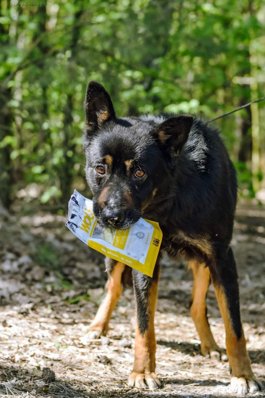 Cudowny Harm poleca się do adopcji!