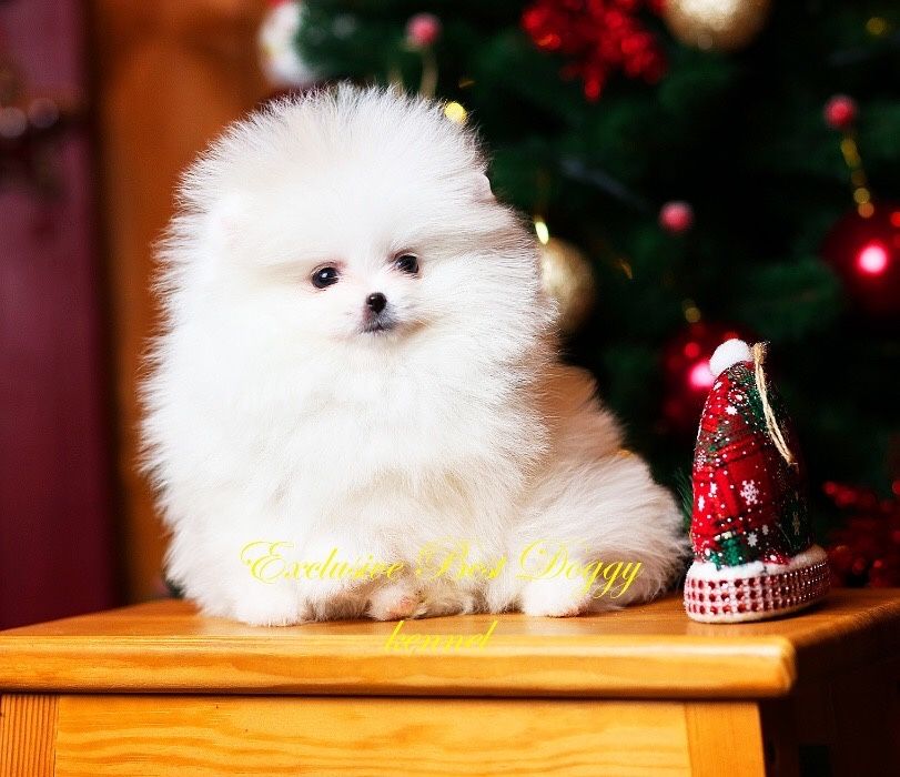 Ексклюзивні VIP цуценята. SUPER VIP mini білі померанські шпіци