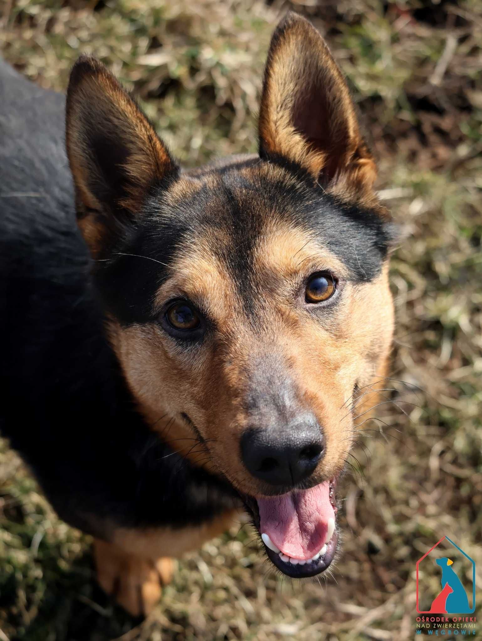 MŁODY, 13 kg, wesoły i towarzyski, lubi bawić się piłką, kocha ludzi